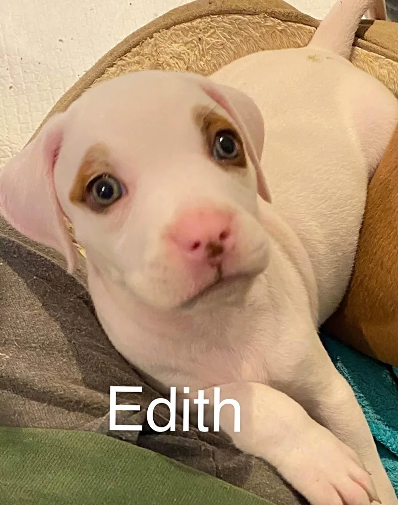 A baby medium-sized female Pit Bull Terrier dog named Edith for adoption in Newport, KY