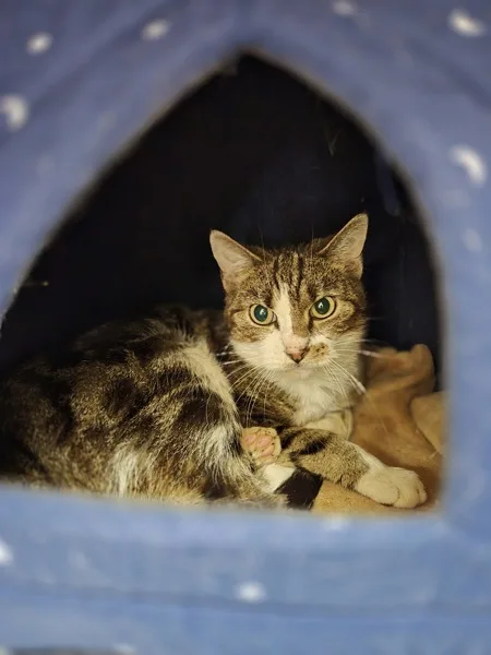 An adult medium-sized male Domestic Short Hair cat named Gazpacho for adoption in Kingston, NY