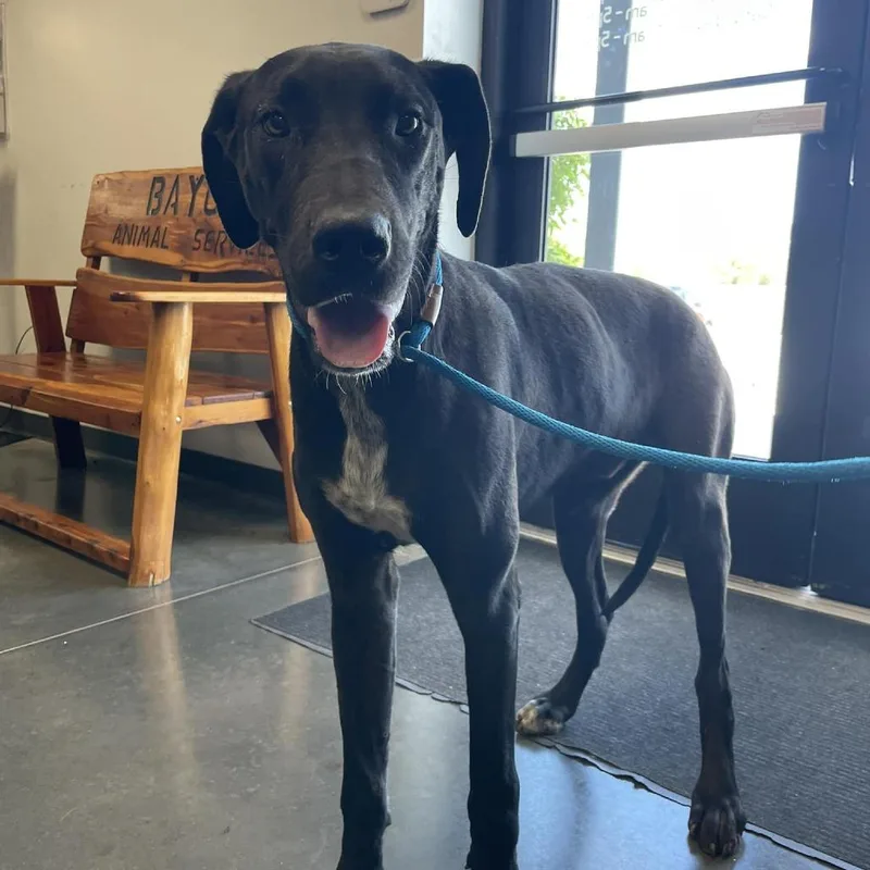An adult large-sized male Black Mixed Breed dog named Dylan for adoption in Dickinson, TX
