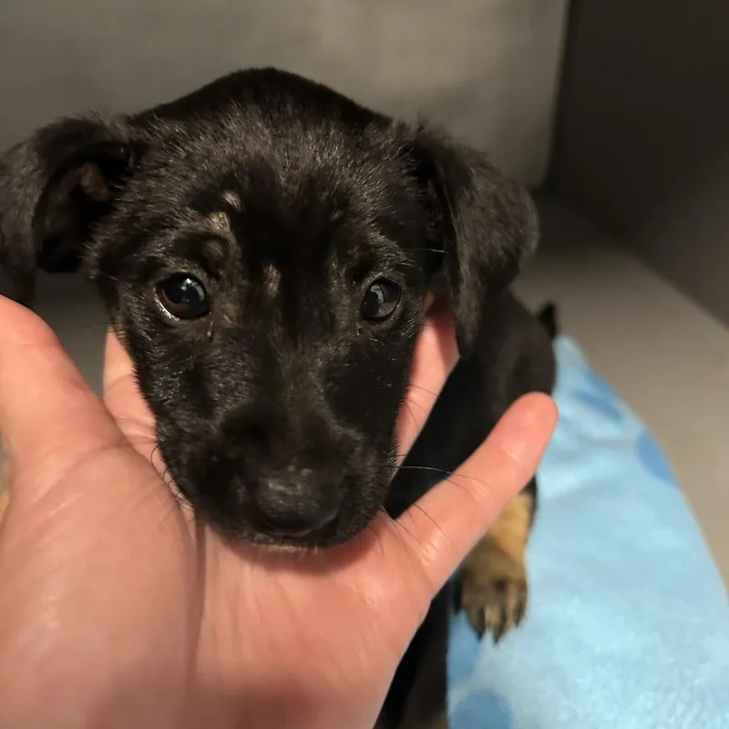 A baby small-sized female Black Mixed Breed dog named Tire Swing for adoption in Greensboro, NC