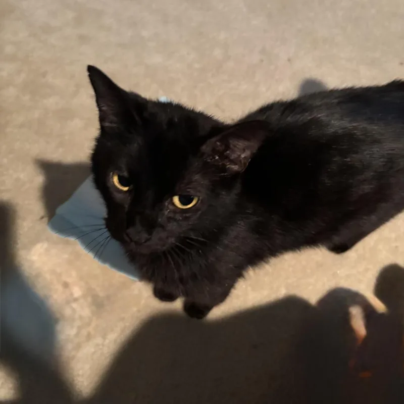 An adult medium-sized female Black Domestic Short Hair cat named Rose Garden for adoption in Spring Hill, KS