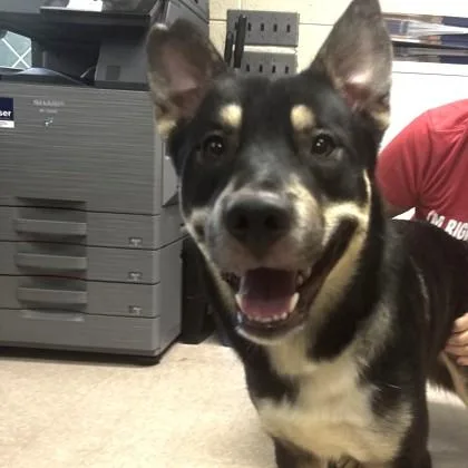 A young medium-sized male Husky dog named Gio for adoption in Phoenixville, PA