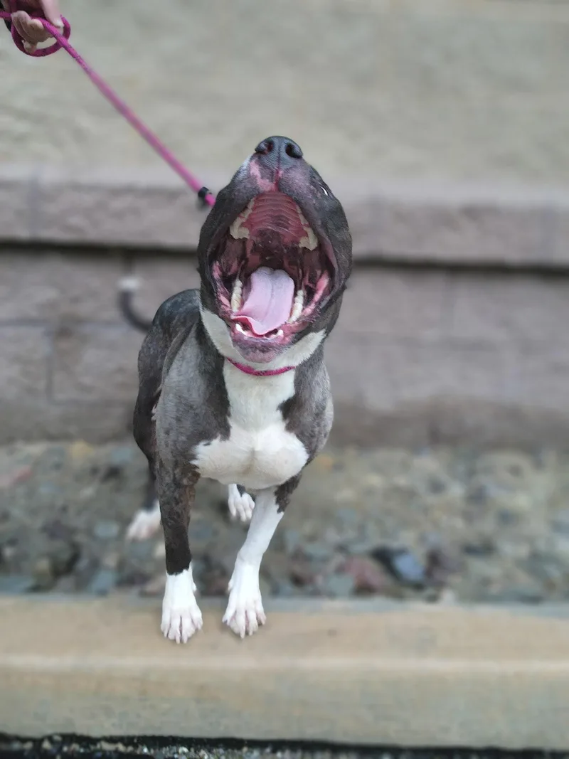 An adult medium-sized female Pit Bull Terrier dog named Juniper for adoption in Youngstown, OH