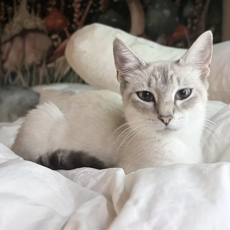 Gracie