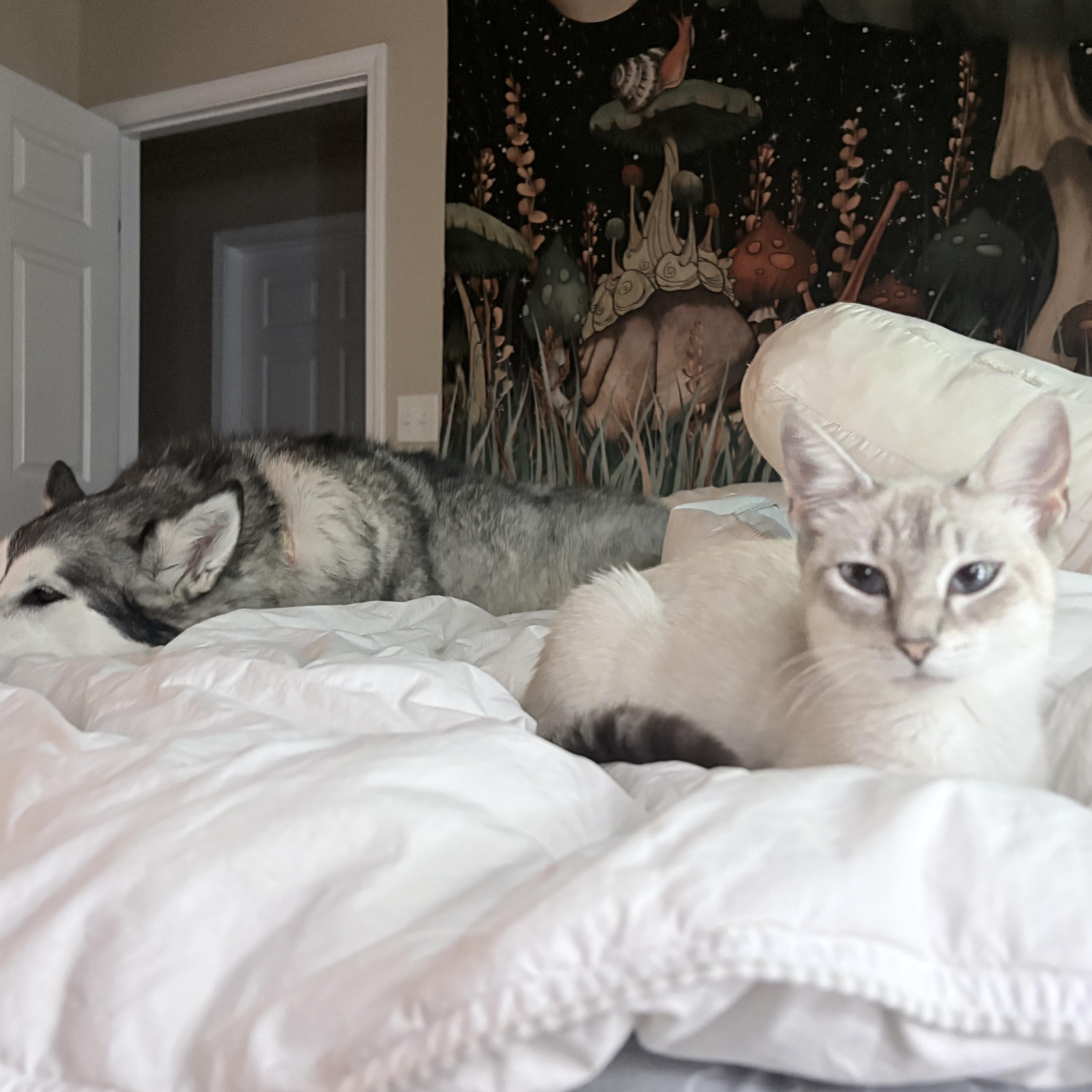 Gracie thumbnail 2