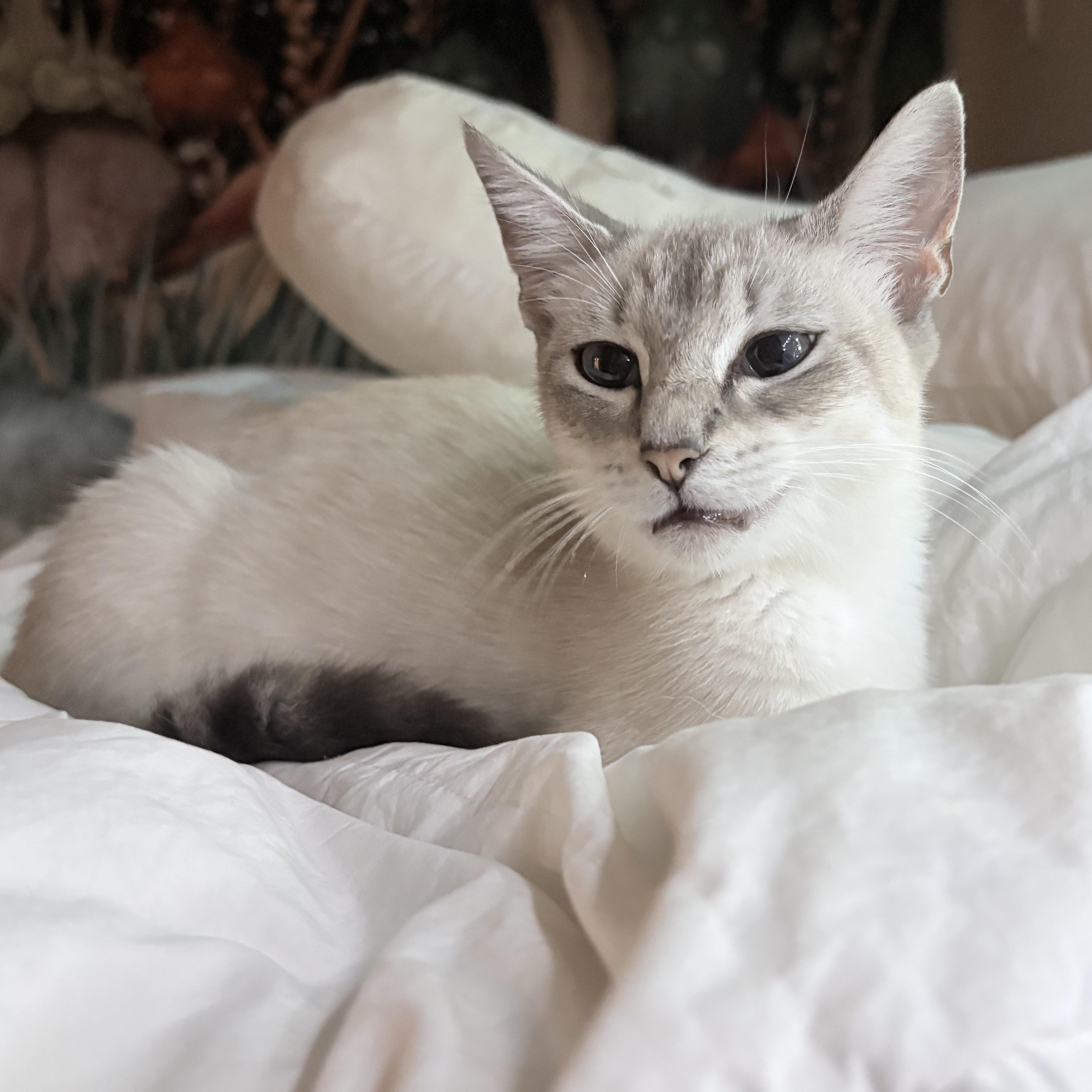 Gracie thumbnail 3