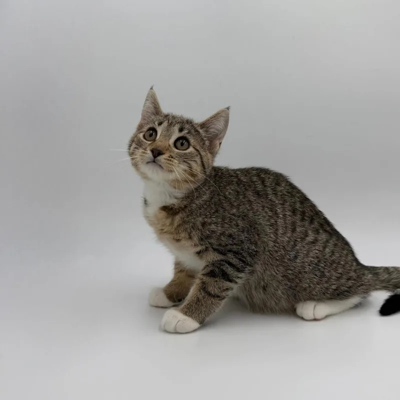 A baby medium-sized female Domestic Short Hair cat named Cassowary for adoption in State College, PA