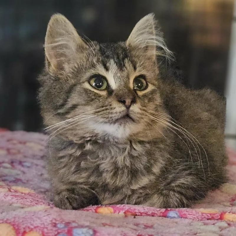 A baby medium-sized female Domestic Medium Hair cat named Paulina for adoption in Rochester, NY
