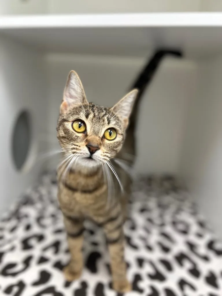 A young medium-sized female Domestic Short Hair cat named Caroline for adoption in Hartsville, SC
