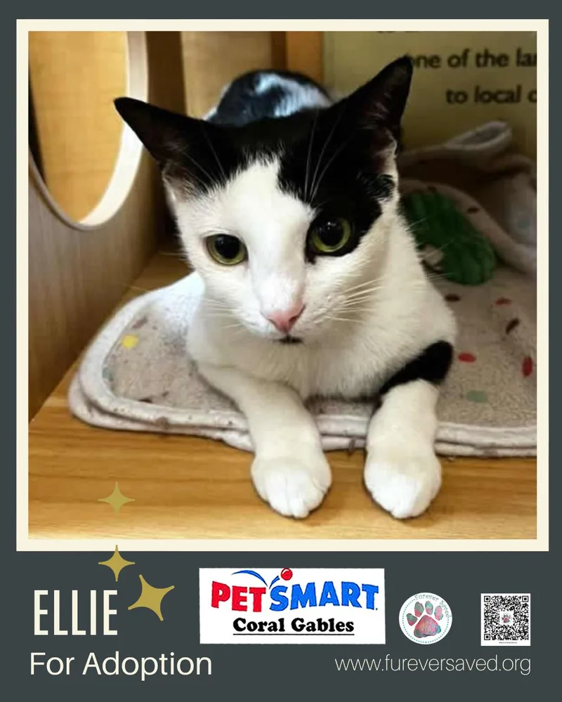 A young medium-sized female Black & White / Tuxedo Domestic Short Hair cat named Ellie for adoption in Miami, FL