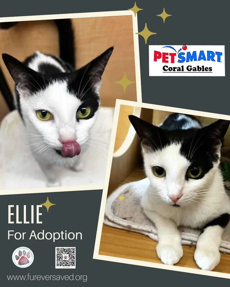 Ellie thumbnail 2