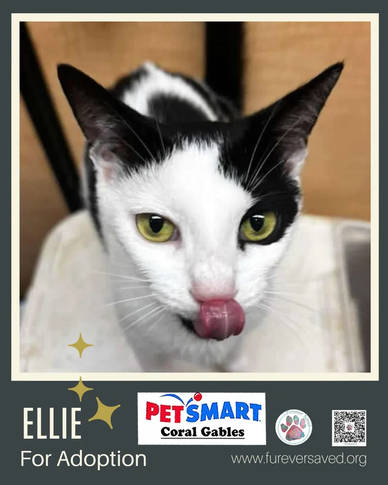 Ellie thumbnail 3