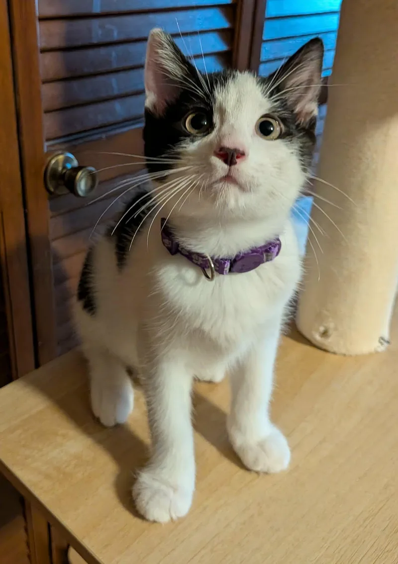 A young medium-sized female Black & White / Tuxedo Domestic Short Hair cat named Fluffy for adoption in Homewood, AL