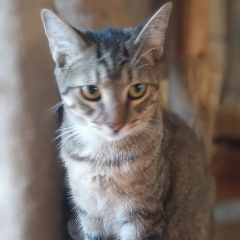 An adult medium-sized female Brown / Chocolate Domestic Short Hair cat named Cacio for adoption in Miami, FL
