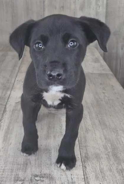 An adult small-sized male Terrier dog named Lucky Charms for adoption in Shreveport, LA