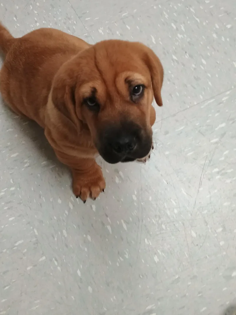 A baby medium-sized male White / Cream Shar-Pei dog named Walrus for adoption in New Philadelphia, OH