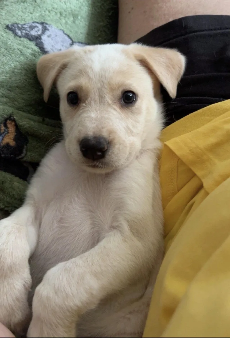 A young medium-sized female Golden Retriever dog named Wonder Woman for adoption in Nashville, TN