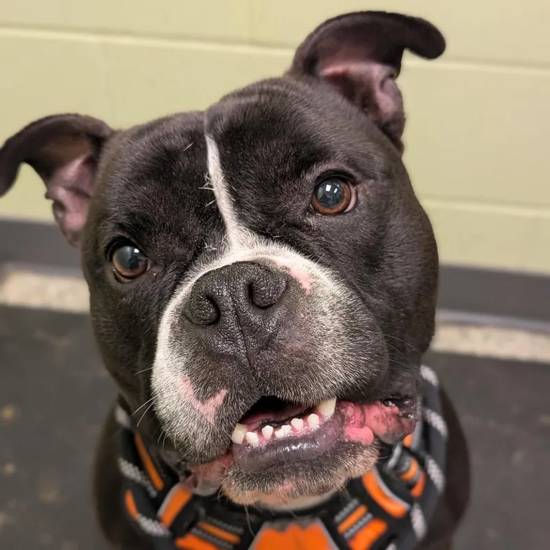 A young medium-sized male Black American Bulldog dog named Rylo for adoption in Cedar Rapids, IA