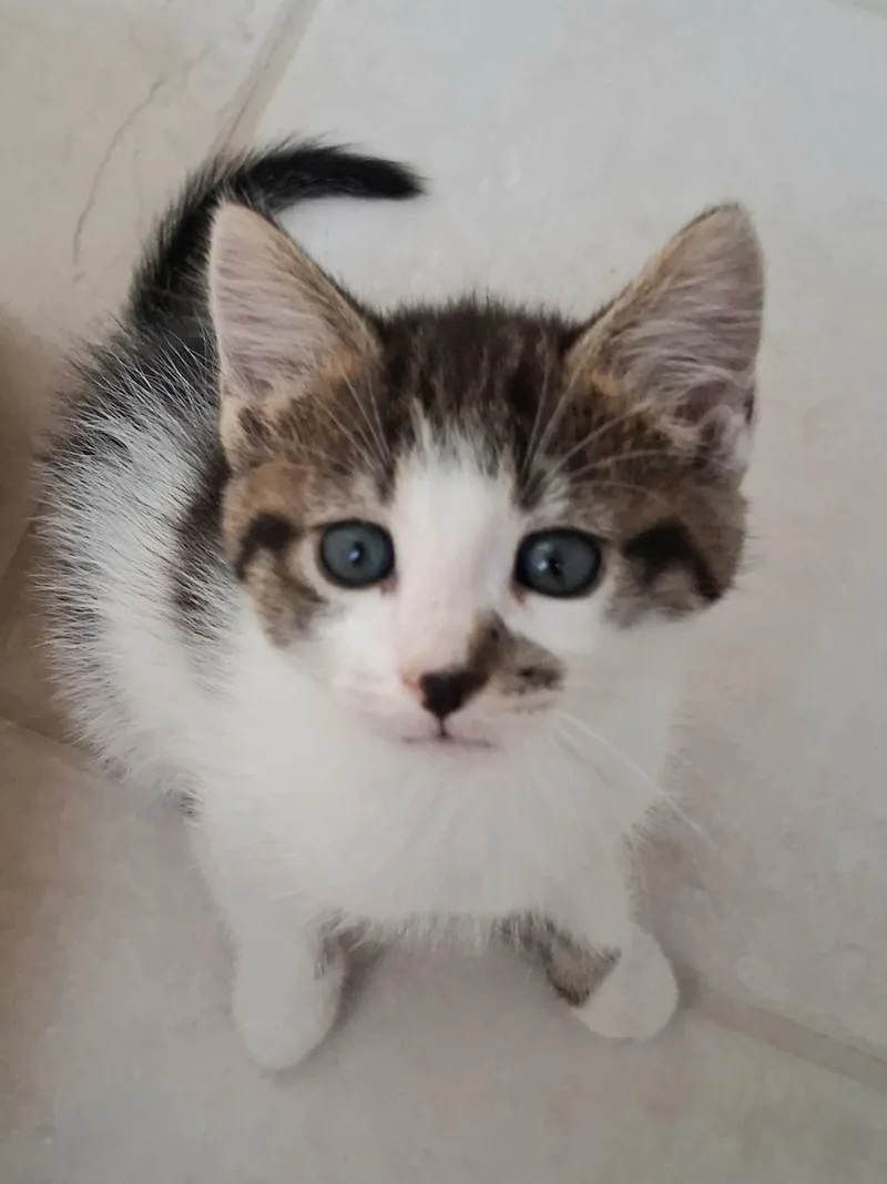 A baby medium-sized female Tabby (Brown / Chocolate) Domestic Short Hair cat named Mocha for adoption in Greenville, NC