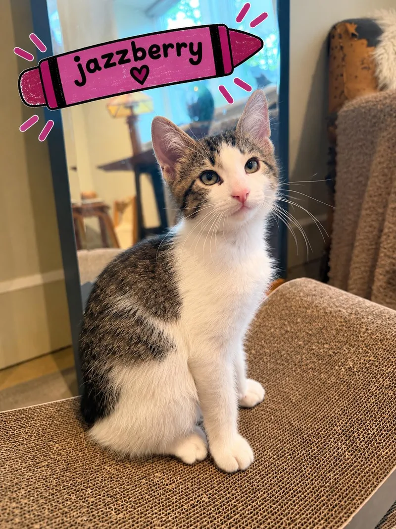 A baby medium-sized male Domestic Short Hair cat named Jazzberry for adoption in Blaine, MN