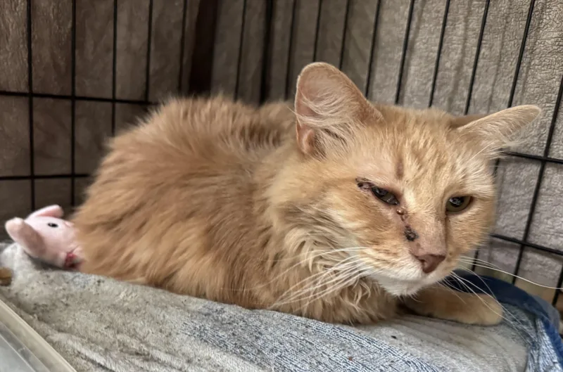 A senior medium-sized male Orange / Red Domestic Medium Hair cat named William for adoption in Beverly, MA