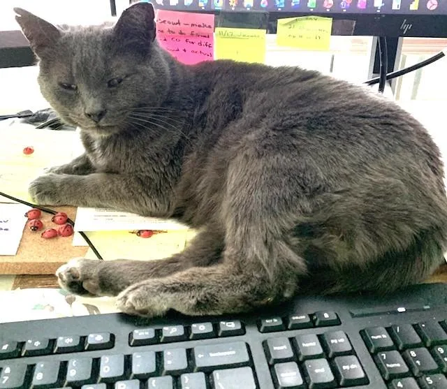 Mama Chloe thumbnail 3