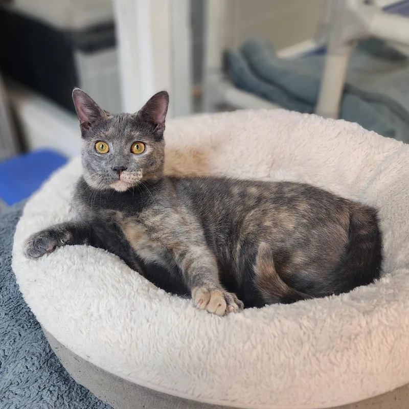 Meow Meow thumbnail 2