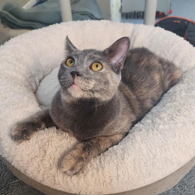 Meow Meow thumbnail 3