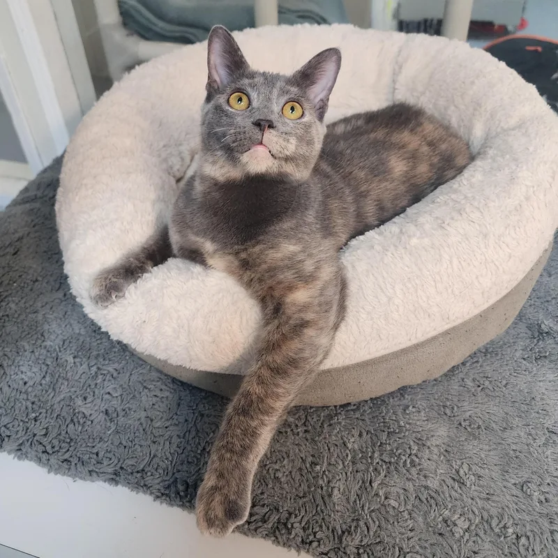 Meow Meow thumbnail 4