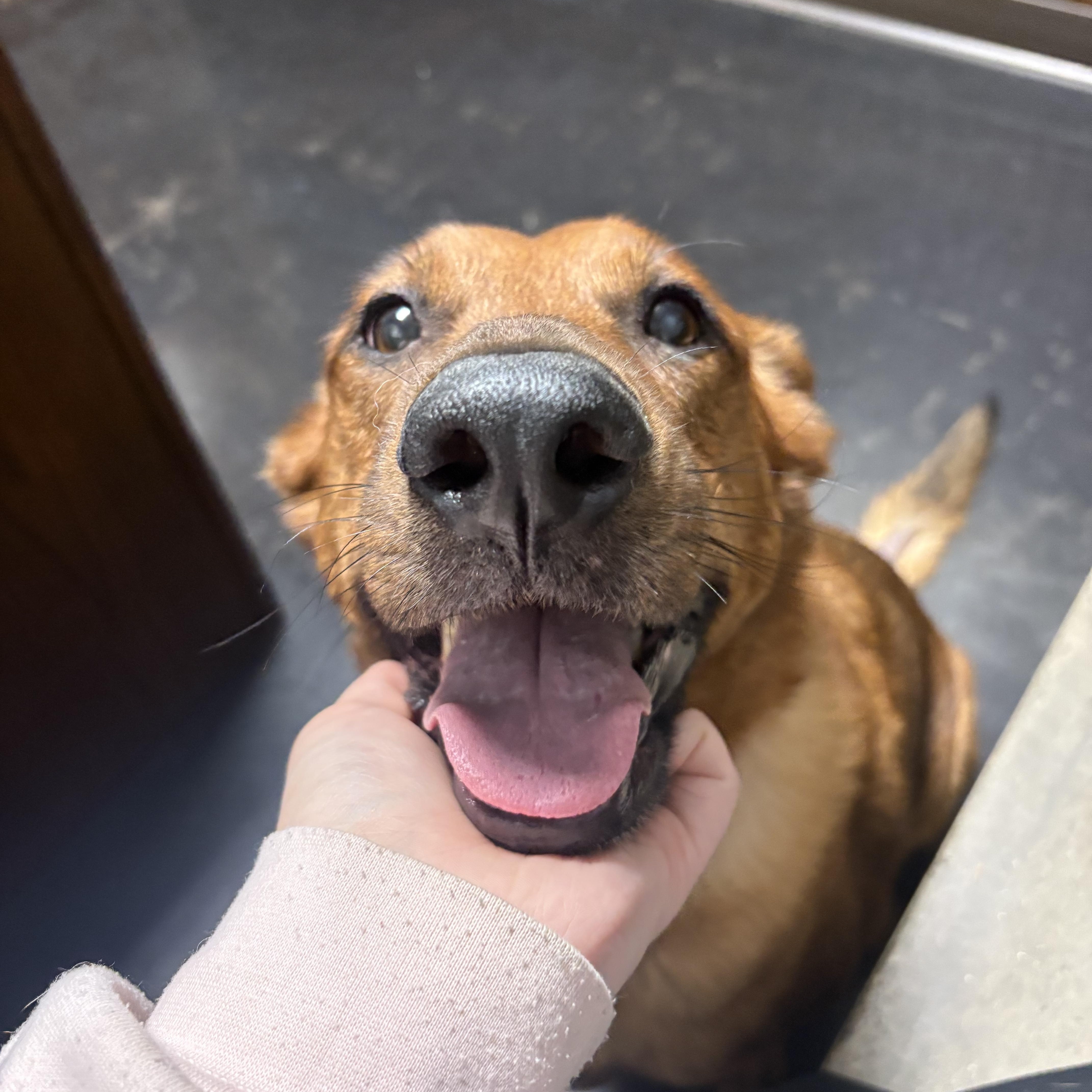 An adult large-sized female Retriever dog named Penny for adoption in atlanta, GA