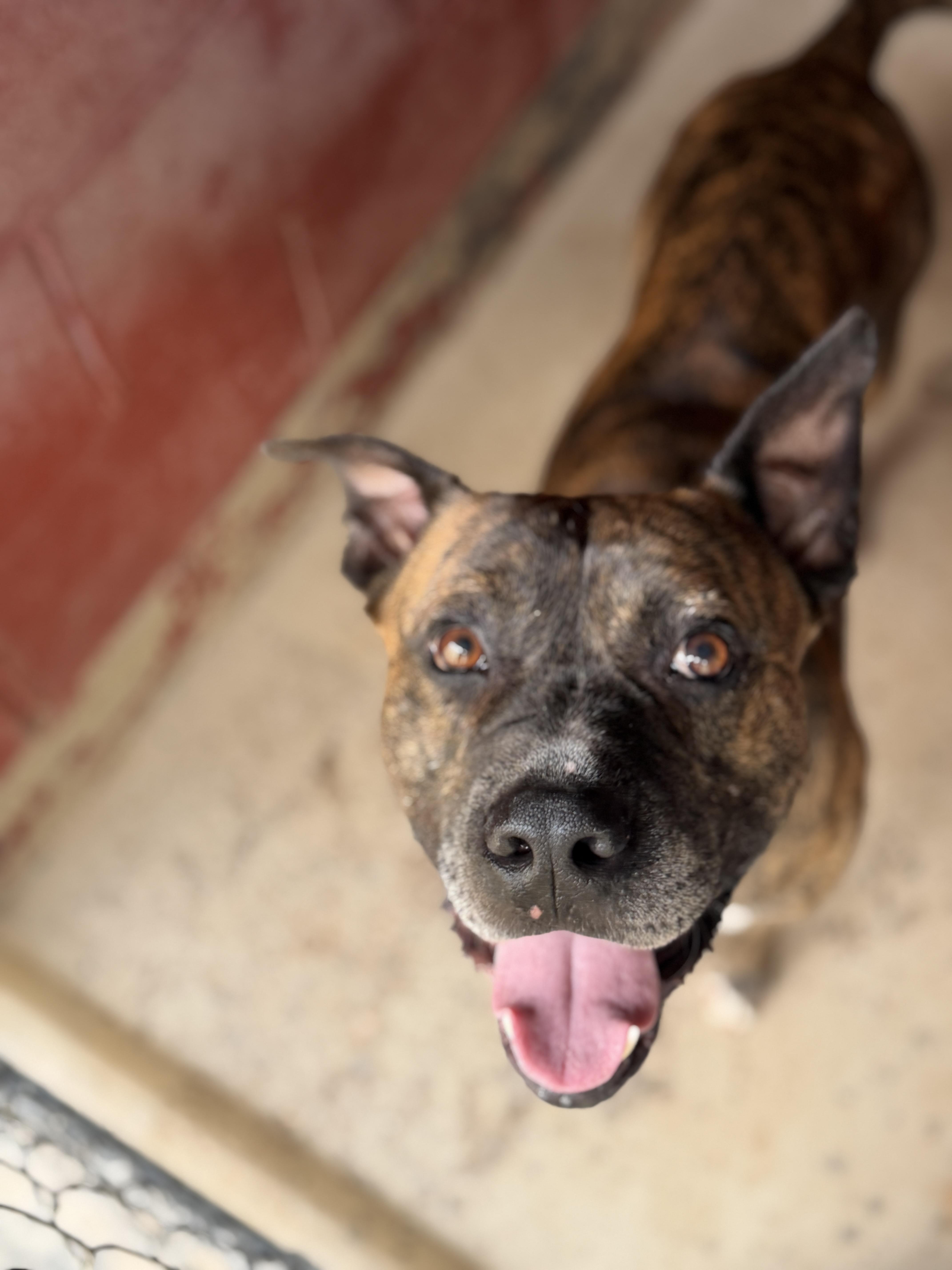 An adult large-sized male Brindle Boxer dog named Bullet for adoption in Elberton, GA