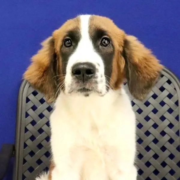 A baby extra large-sized male Saint Bernard dog named Chip for adoption in Fort Davis, TX