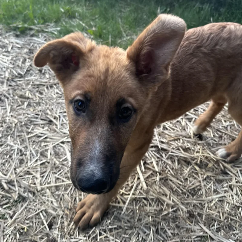 A baby large-sized male Golden German Shepherd Dog dog named Fish for adoption in Sammamish, WA