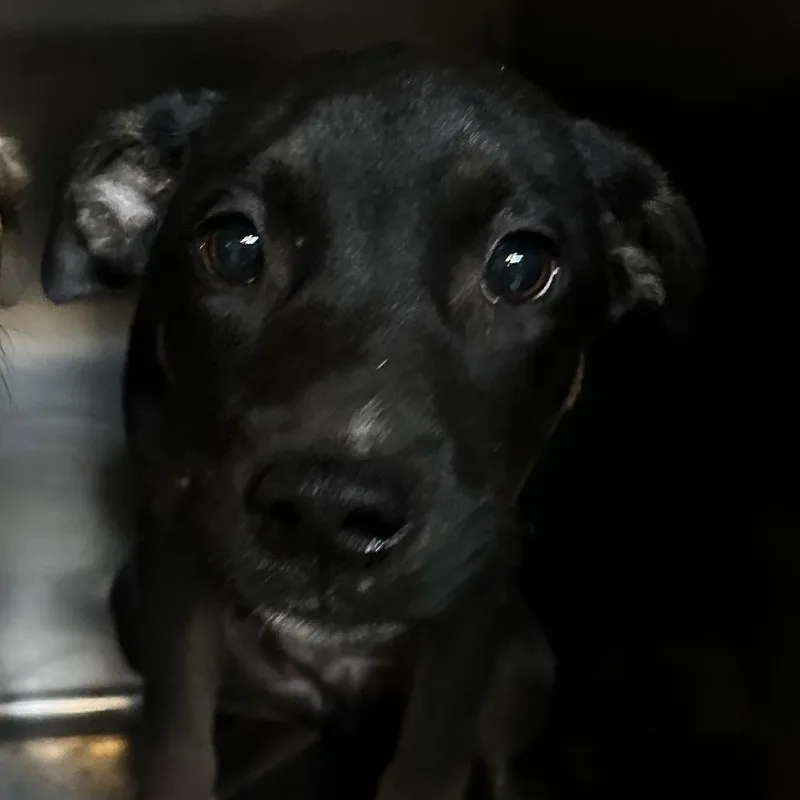 A baby small-sized male Black Mixed Breed dog named Pong for adoption in Gadsden, AL