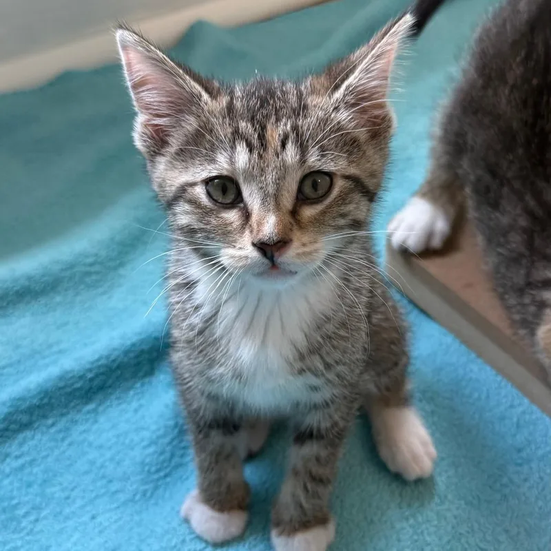 A young medium-sized male Tabby (Brown / Chocolate) Domestic Short Hair cat named Zircon for adoption in Evanston, IL