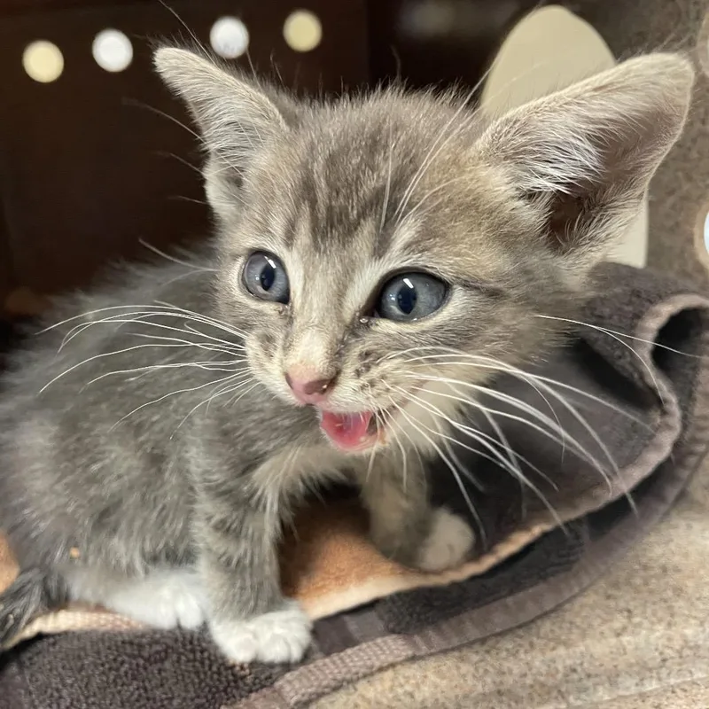 A baby small-sized male Brown / Chocolate Domestic Short Hair cat named Branch for adoption in Pasadena, CA