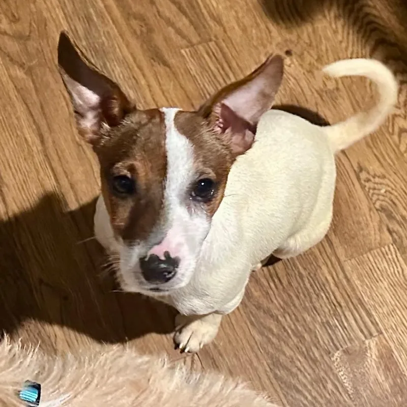 A young small-sized female Jack Russell Terrier dog named Suki for adoption in Richmond, VA