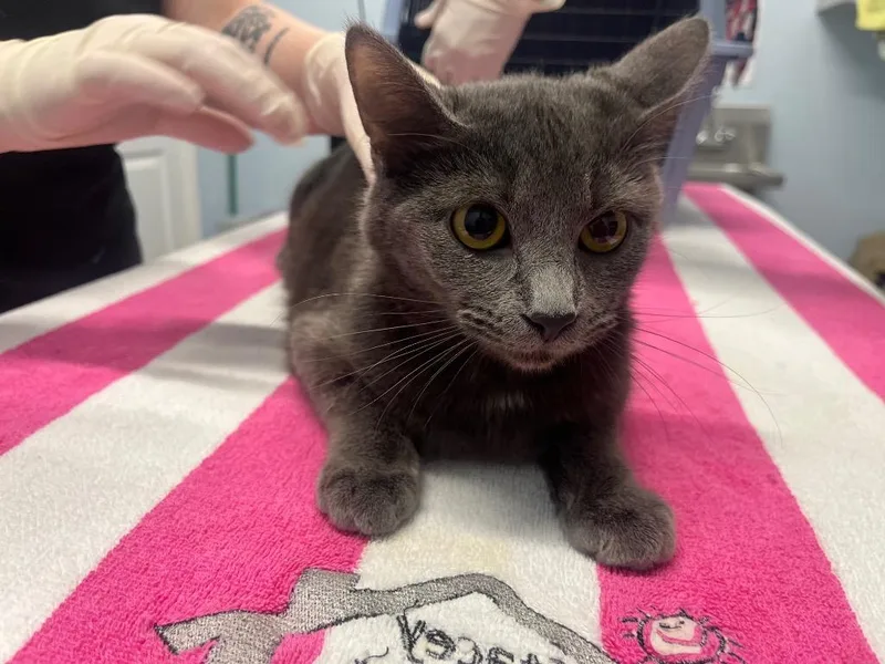 A young medium-sized female Domestic Short Hair cat named Tesia for adoption in Raleigh, NC