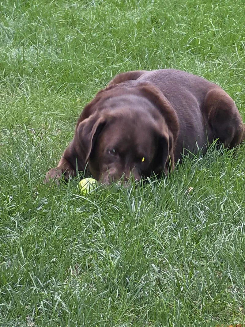 An adult large-sized male Chocolate Labrador Retriever dog named Sully for adoption in Mechanicsburg, PA