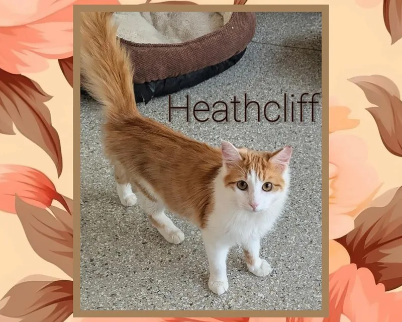 A baby medium-sized male Domestic Long Hair cat named Heathcliff for adoption in Grovetown, GA