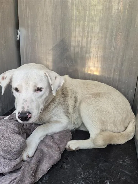 An adult large-sized female Labrador Retriever dog named Mia for adoption in San Antonio, TX