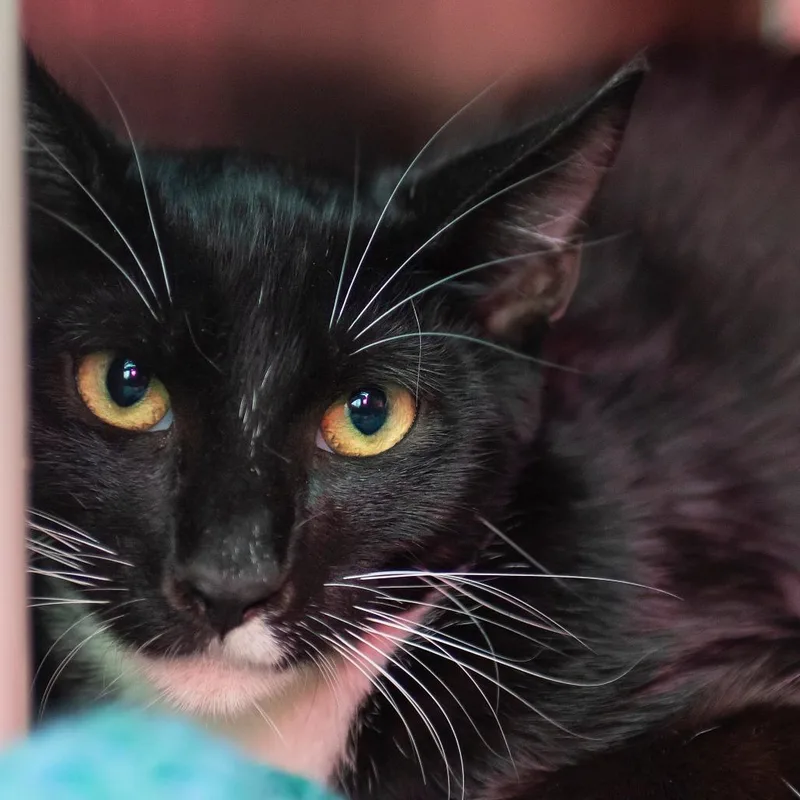 A baby medium-sized female Black Domestic Short Hair cat named Freya for adoption in Middletown, RI