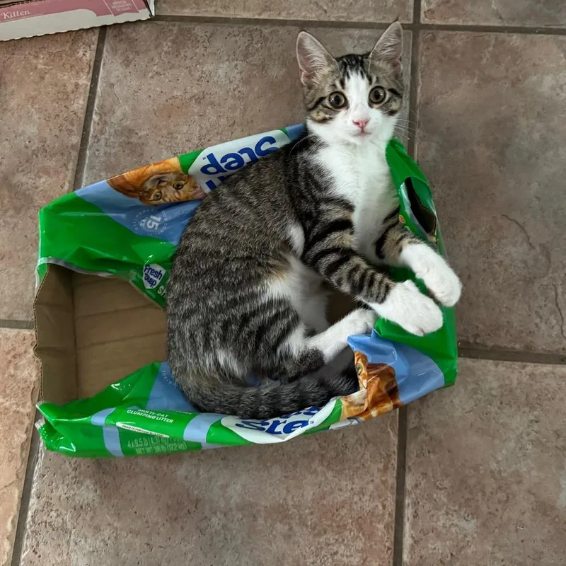 A baby small-sized female Brown / Chocolate Domestic Short Hair cat named Emma for adoption in Bulverde, TX