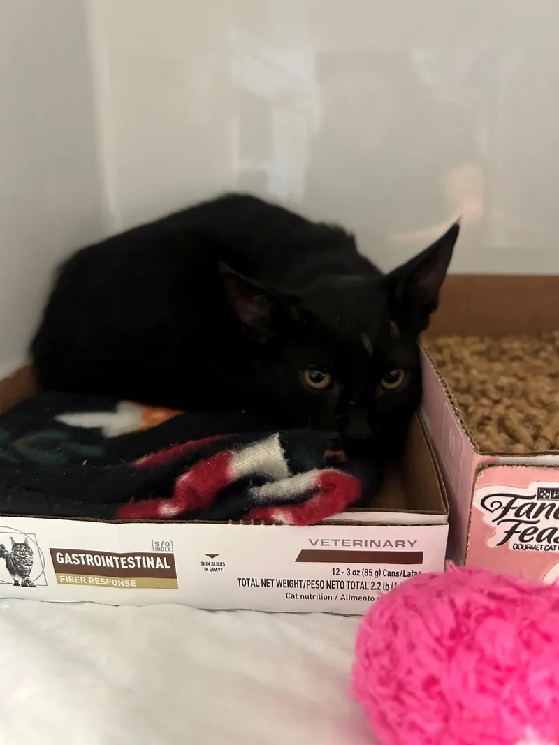 A baby small-sized female Black Domestic Short Hair cat named Pinwheel for adoption in Margate, FL