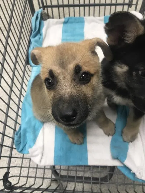 A baby small-sized male German Shepherd Dog dog named A for adoption in Conroe, TX
