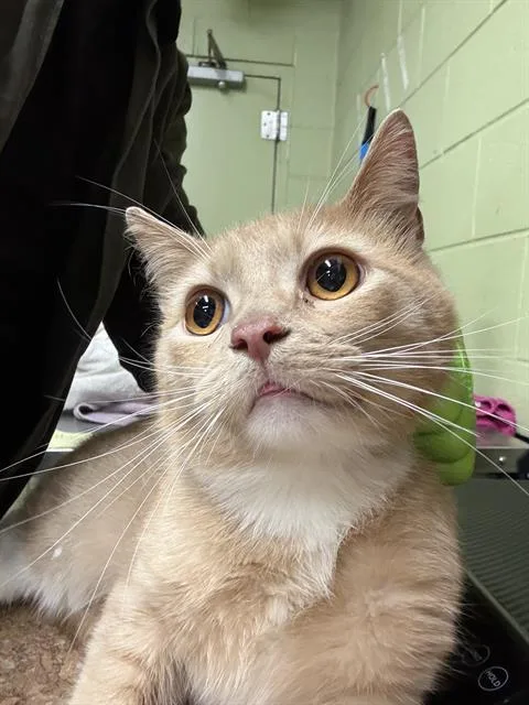 A young small-sized male Domestic Short Hair cat named Teddy for adoption in Indianapolis, IN