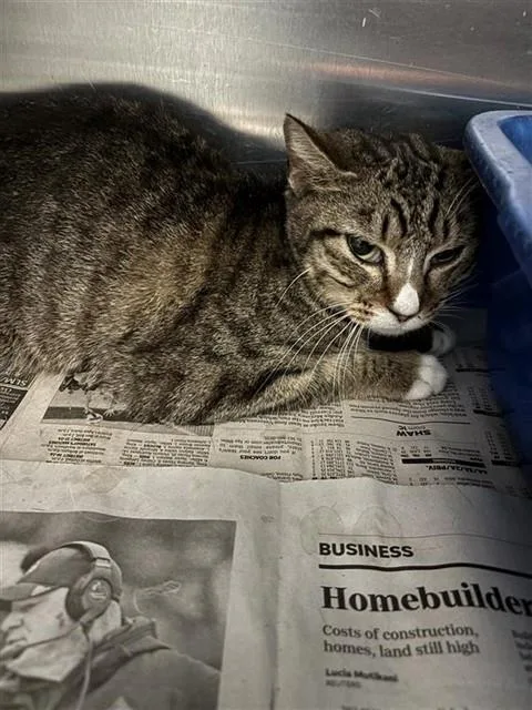 A young small-sized female Domestic Short Hair cat named Unk for adoption in Corpus Christi, TX