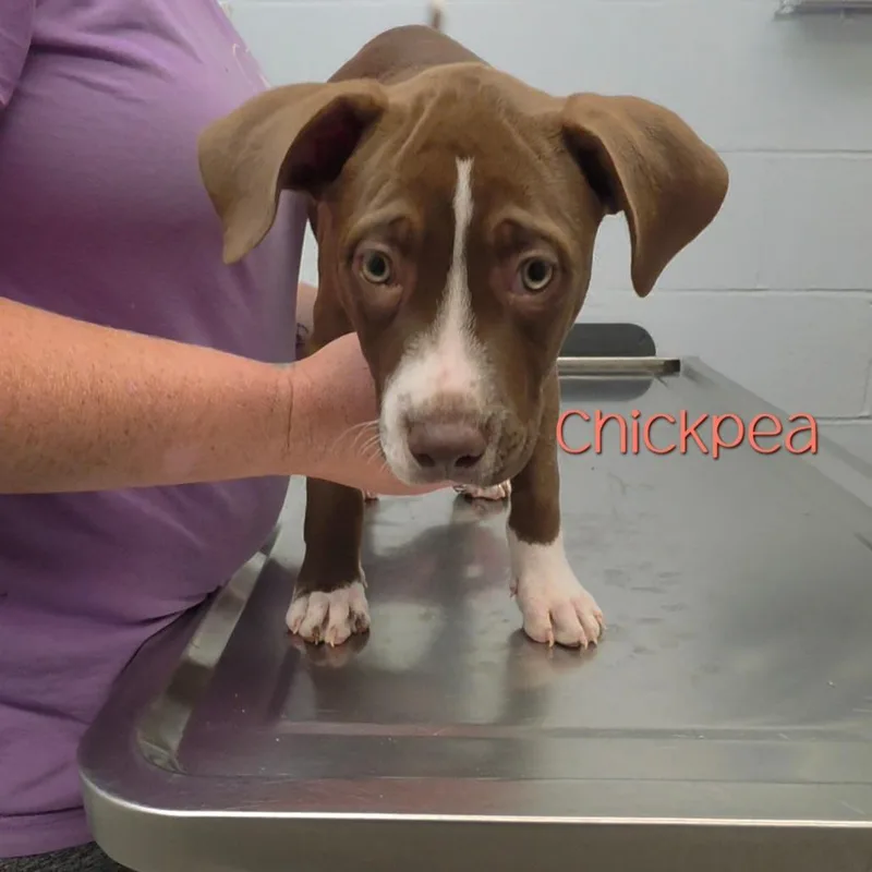 A baby small-sized female Brown / Chocolate Pit Bull Terrier dog named Chickpea for adoption in Parkersburg, WV