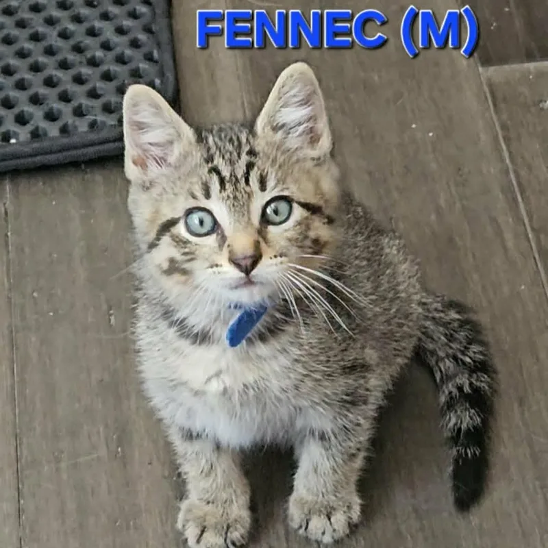 A baby small-sized male Brown / Chocolate Domestic Short Hair cat named Fennac for adoption in FAIRWAY, KS
