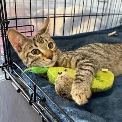 Chickpea thumbnail 2